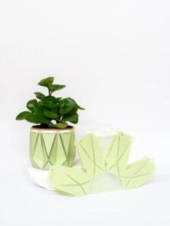 Small POTR Pot -Books Store Testimage10 158