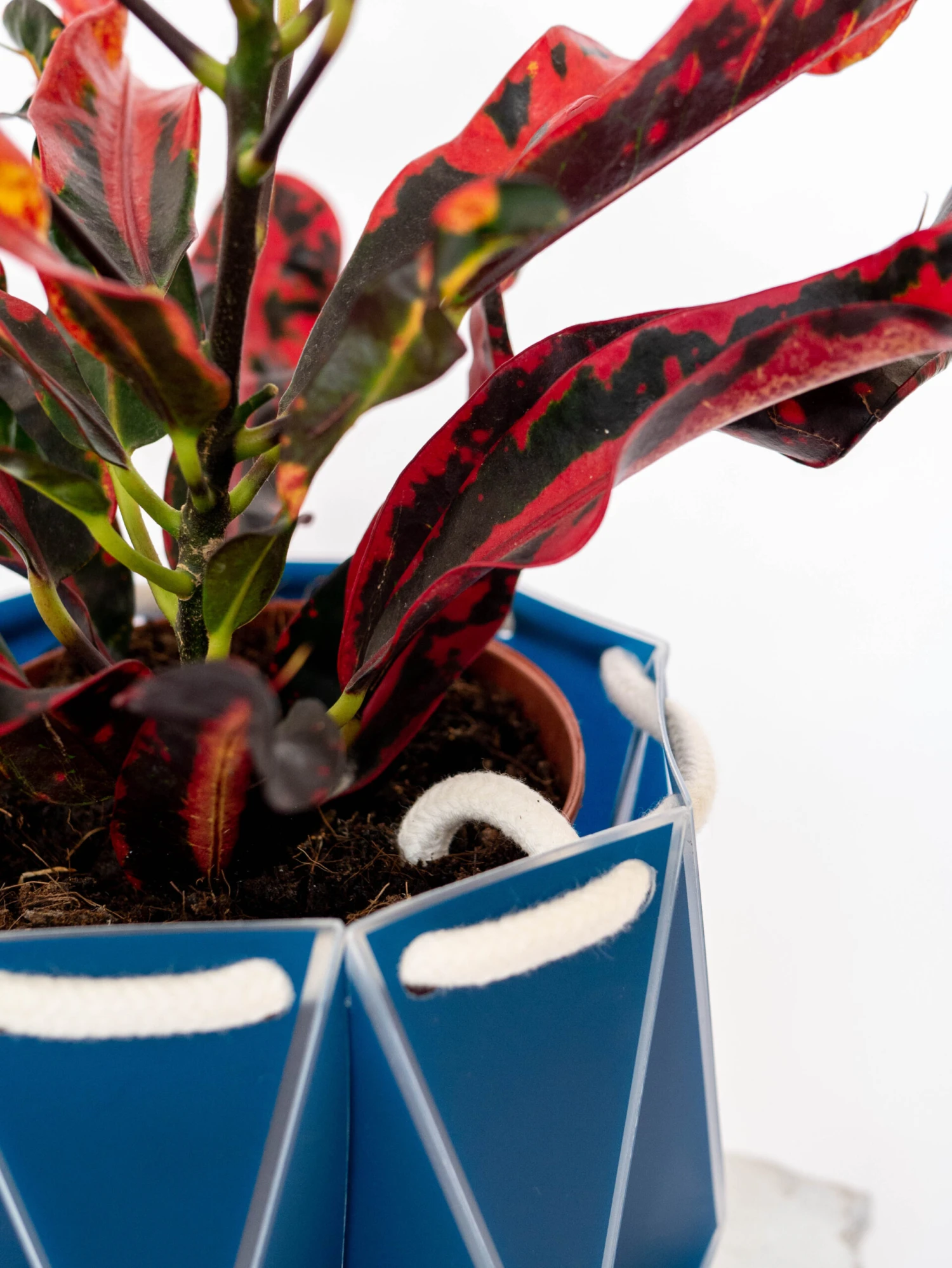 Large POTR Pot 5 Large POTR Pot - Image 3