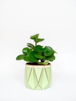 Small POTR Pot -Books Store Testimage10 29