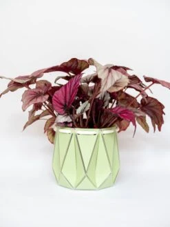 Medium POTR Pot -Books Store Testimage10 43