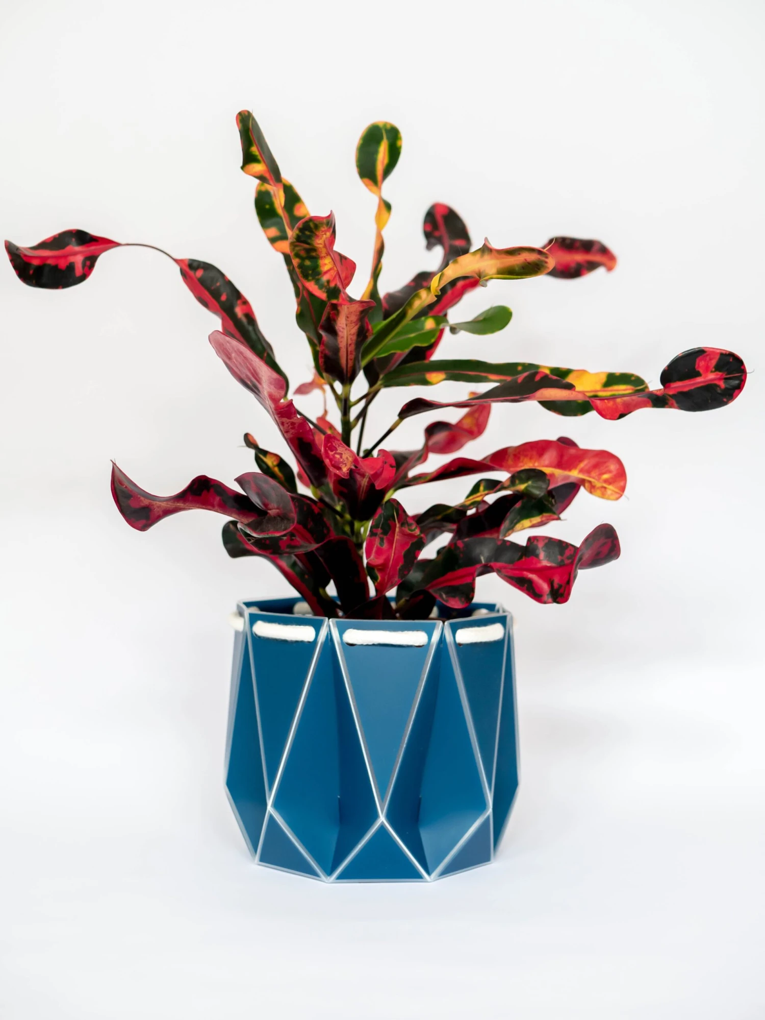 Large POTR Pot 4 Large POTR Pot - Image 2