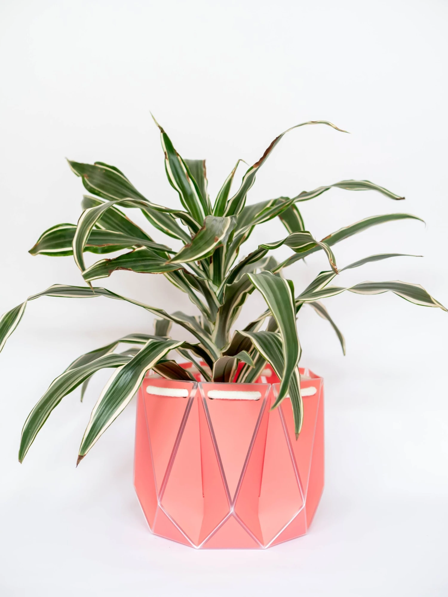 Large POTR Pot 6 Large POTR Pot - Image 4